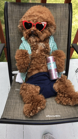 This-is-fine-dog GIFs - Get the best GIF on GIPHY