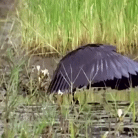 200.gif?cid=fc005b082c769229c60e11703062331624345bfa6664efcb&rid=200.gif&ct=g