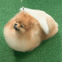 Dog Show GIF by Westminster Kennel Club