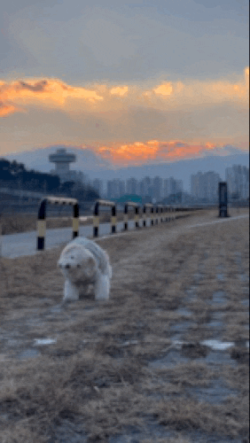Dog GIF