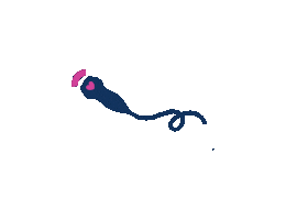 Radiology Echocardiography Sticker