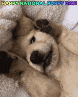 Puppies Pups GIF by GIFiday