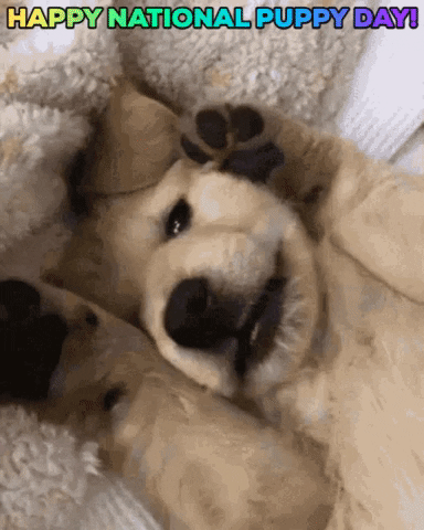 Puppies Pups Gif By GIF