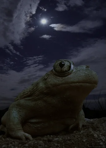 spadefoot toad GIF by Head Like an Orange