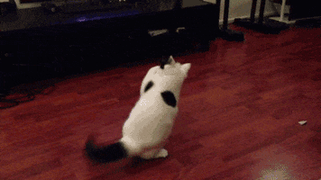 white cat flipping off slides
