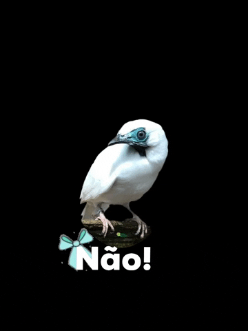 espacosilvestre no animal bird nao GIF