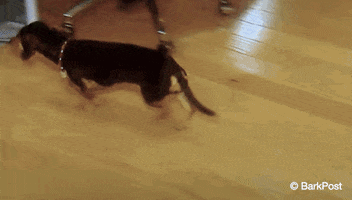 dogs lol GIF by The BarkPost 