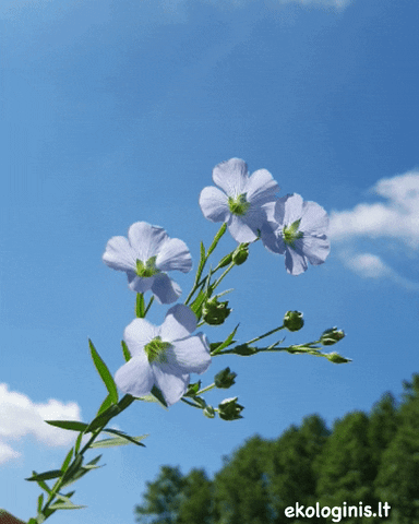 ekologinis nature flower lietuva gele GIF