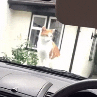 cat jump GIF by America's Funniest Home Videos