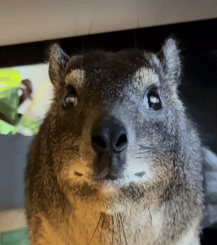 Glare Deadpan Stare GIF