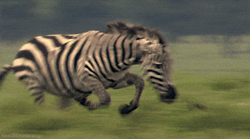 zebra GIF