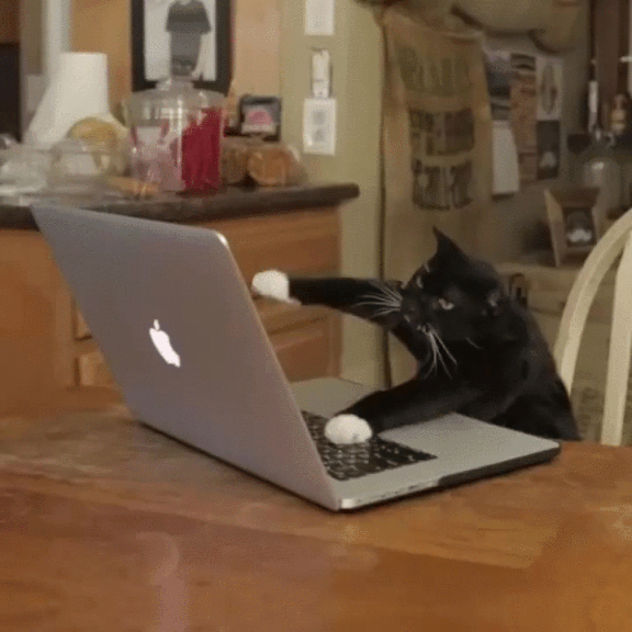 Image result for cat at computer animation gif