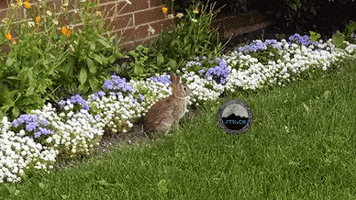 Bunny Motion Jtkdotca GIF