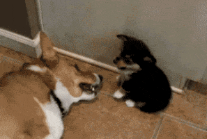 dogs sniffing GIF