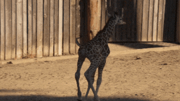 Fun Running GIF by Oakland Zoo