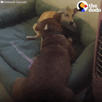 Dogs Love GIF by The Dodo
