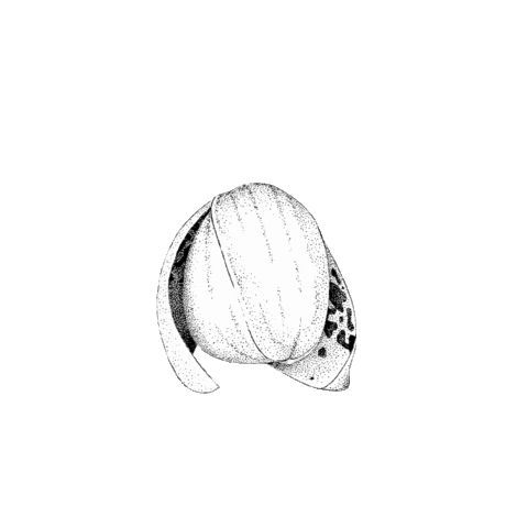 Flower Sticker