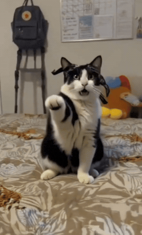 Dancingcat GIF