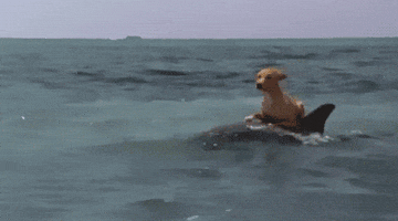 Dog Dolphin GIF