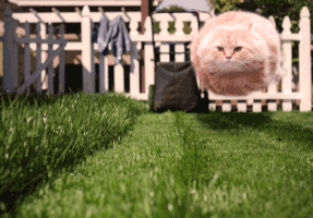 lawn meowing GIF