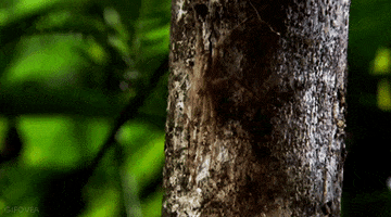 huntsman spider cockroach GIF