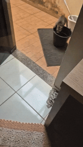 Cat Brazil GIF