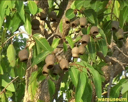 Western Australian Museum GIF