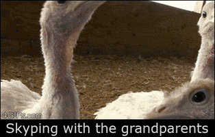 grandparents turkeys GIF