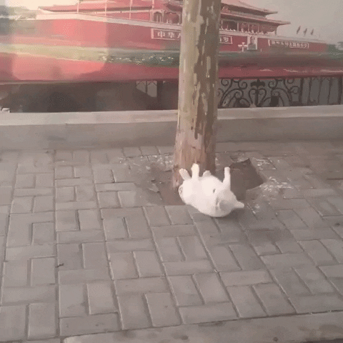 Cat Exercising GIF by JustViral.Net