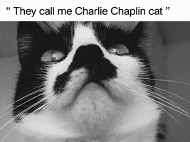 Black And White Cat GIF