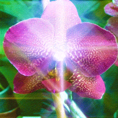 Flower Power Art GIF