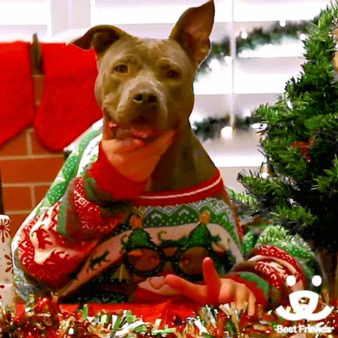 Video gif. A Pit bull wears a christmas sweater and looks like it has real human arms as it sits next to a christmas tree. One human hand rubs under the dog’s chin and the other taps on the table like it’s thinking. 