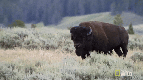 Any animal?  dang better make it a good one then 🤔 

I'd pick a Bison not only is it a cute and fluffy MEGA COW but I imagine they make good mounts. And they are incredibly intimidating for any trespassers