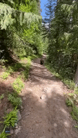 Close Encounter: Bear Follows Hiker Along Mount Rainier Path