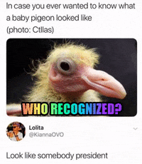 Funny Meme GIF - Funny Meme Bird - Discover & Share GIFs