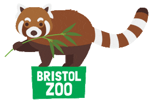 Red Panda Zoo Sticker by BristolZooGardens