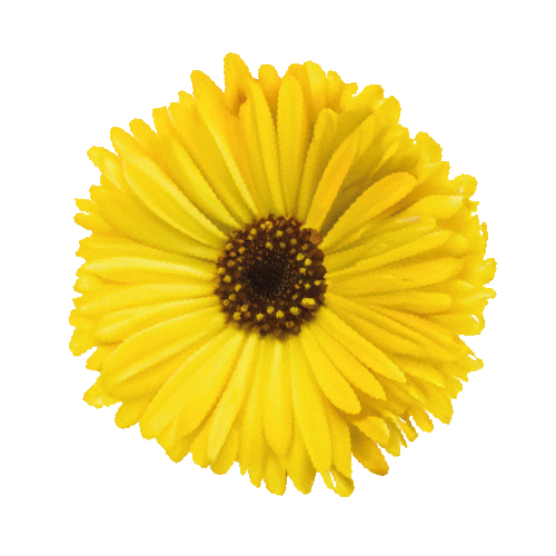 Flower Festival Sticker by Officine Buone