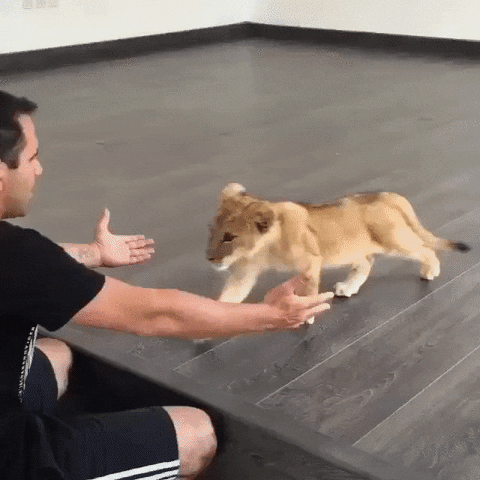 lion loves GIF