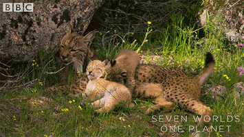 Baby Babies GIF by BBC Earth