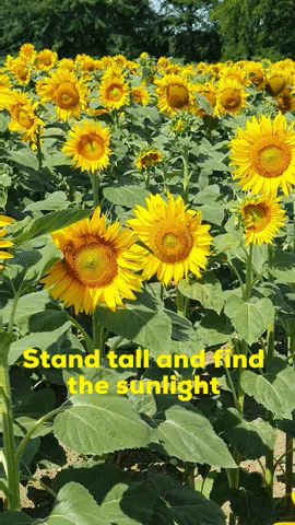 Sunflower Be Happy GIF by KreativCopy - Find & Share on GIPHY