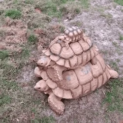 way turtles GIF