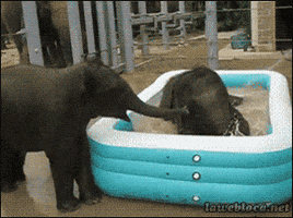 elephant bath GIF