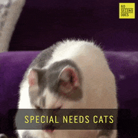 Animal Rescue Cat GIF by 60 Second Docs