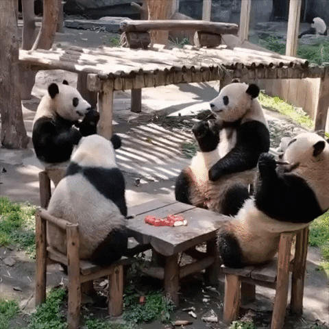 Pan-Da Bears GIF