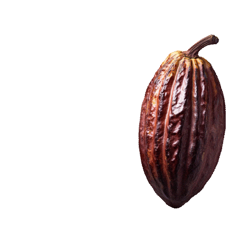 Chocolate Cacau Sticker by DeCacau Store