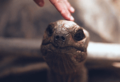 Tortoise GIF - Find & Share on GIPHY