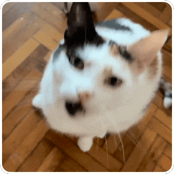 Cat GIF