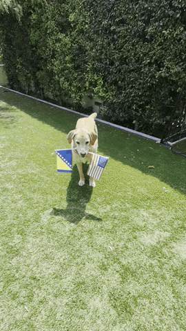 Animated GIF