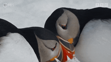 Bird Nuzzling GIF by PBS