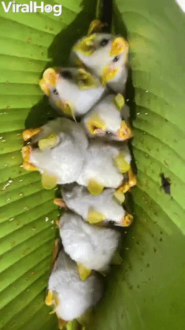 Honduran White Bat GIFs - Get the best GIF on GIPHY